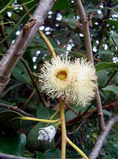 Eukaliptus globulus (Eucalyptus globulus),