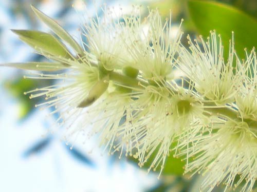 Kajeput (Melalueca cajuputi)