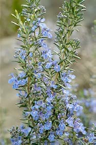 Ružmarin (Rosmarinus officinalis)