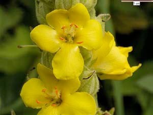 Divizma (Verbascum sp., Scrophulariaceae)