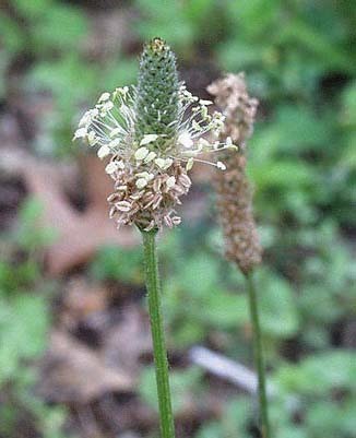 Uskolisni trputac (Plantago lanceolata L., Plantaginaceae)