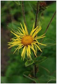 Oman (Inula helenium L. Asteraceae)