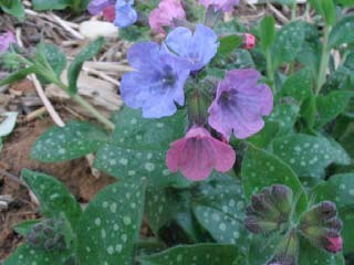 Plućnjak (Pulmonaria officinalis L. Boraginaceae)