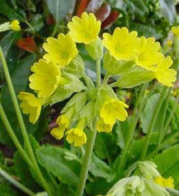 Jaglac (Primula veris L. i Primula elatior (L.) Hill., Primulaceae)