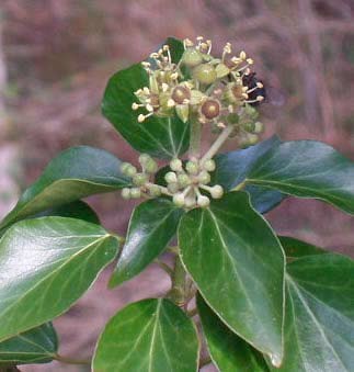 Bršljan (Hedera helix L., Araliaceae)