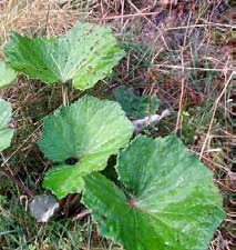 Podbjel (Tussilago farfara L., Astearaceae)