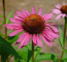 Ehinacea (Echinacea purpurea L., Asteraceae)