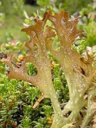 Islandski lišaj (Cetriaria islandica (L.) Acharius, Parmaliaceae)