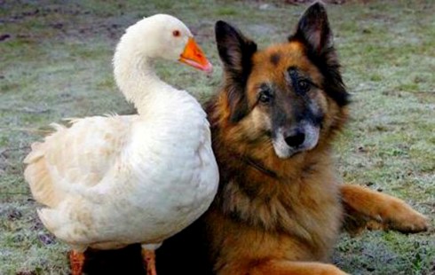 Ljubav: Guska promenila život agresivnom psu i spasila ga od eutanazije!