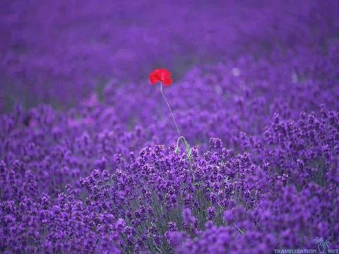 Lavanda