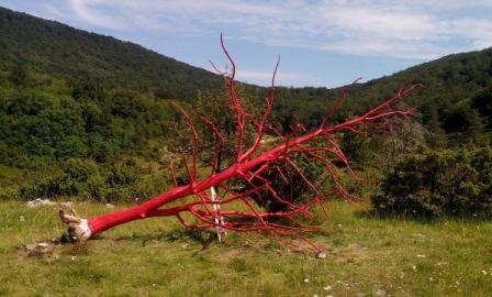 Crveno stablo & Vilinsko sijelo