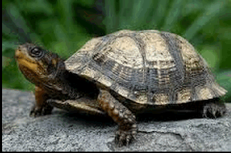 U Hrvatskoj se nalaze najveće kornjače na svijetu