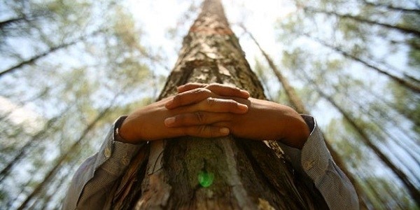 Grljenje drveća: Holističko ozdravljenje energijom iz prirode
