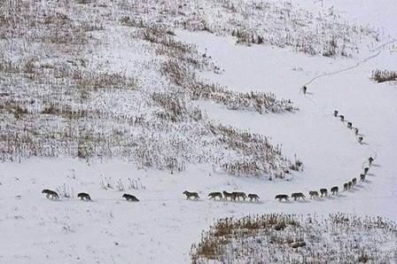 ŽIVOTNA MUDROST  I FILOZOFIJA: Evo šta se može naučiti iz jedne fotografije čopora vukova!