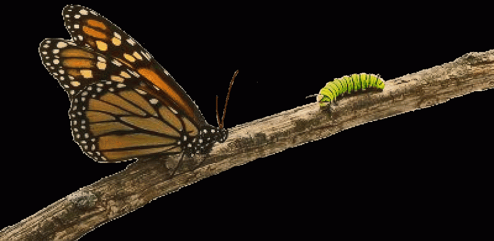 BIT TRANSFORMACIJE (gusjenica i chrysalis)