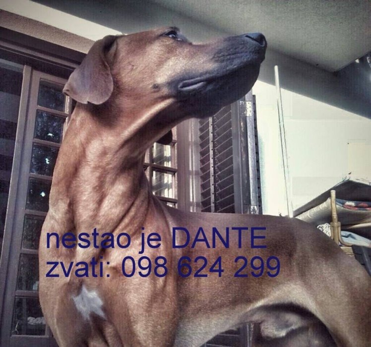 DANTE - NESTAO JE, TRAŽIMO GA