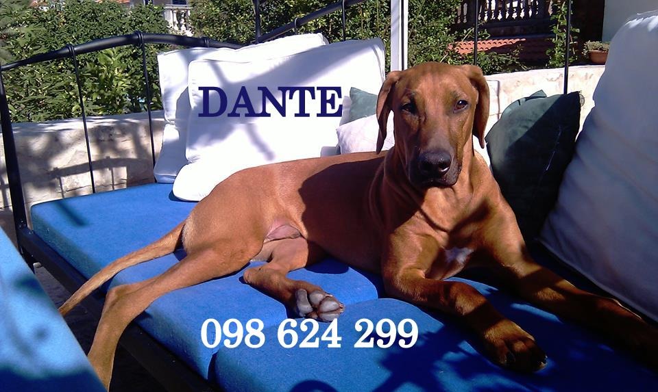 DANTE - NESTAO JE, TRAŽIMO GA