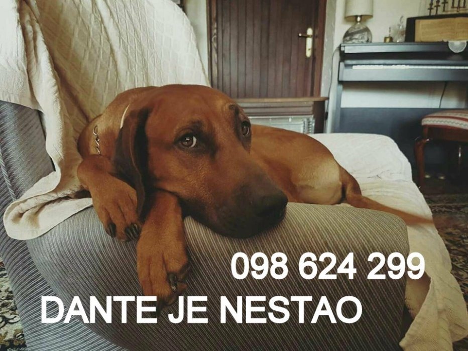 DANTE, RIDBACK, NESTAO ... ZVATI 098 624 299