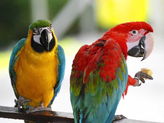 Svi naši papagaji...  /humor, vicevi, grafiti/