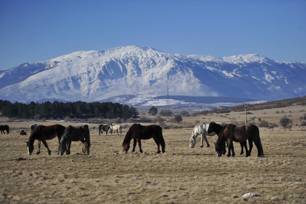 Divlji konji - Livno