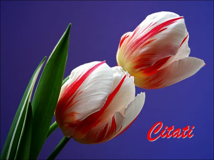 TULIPANI i citati