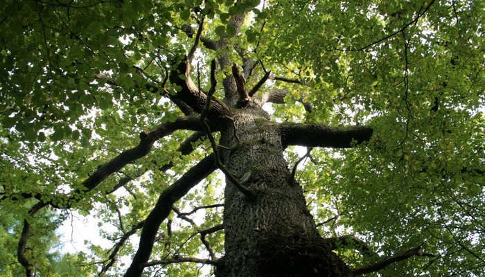 Kult stabla u starih slavena (Lipa čuva od zla i uroka)