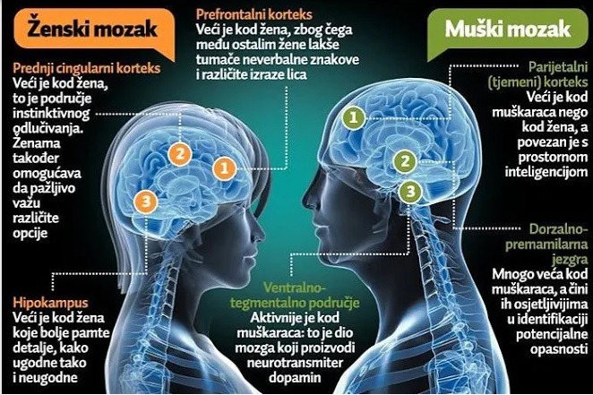 MOZAK - TUMOR ili RAK MOZGA - „Crni Koralj“