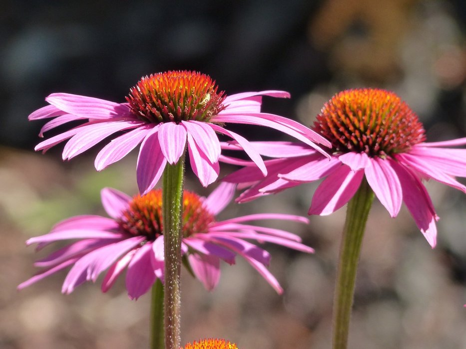 ECHINACEA -  i u homeopatiji