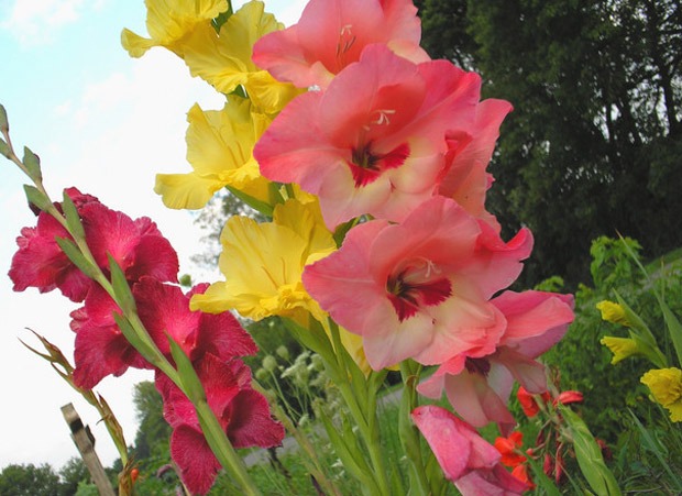 Gladiola (lat. Gladiolus hybridum)