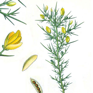 GORSE-ŠTIPAVAC