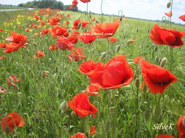PORUKA ZA 23. SRPNJA - Istjeraj svaku travku sumnje, straha i nesigurnosti