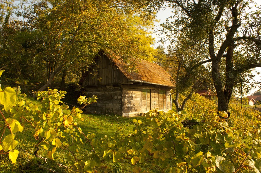 SVAKI DAN ŽIVI POSEBNO