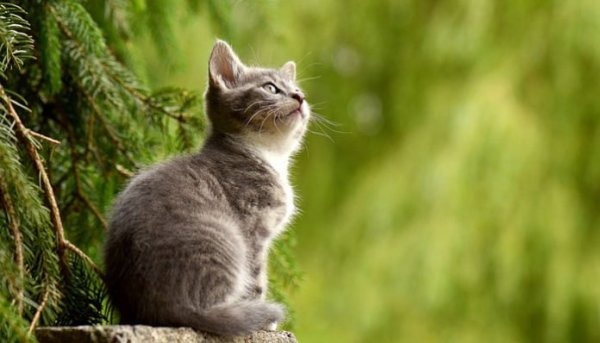 Mačke su lijek za dušu i tijelo: Prenose ljubav, umiruju i liječe predenjem!