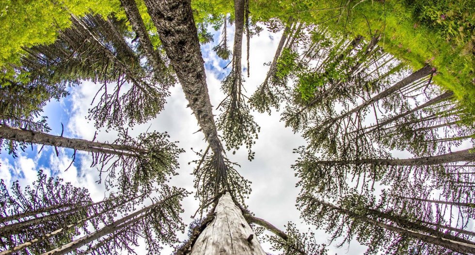 Stabla nam daju energiju – Kako pronaći svoje drvo