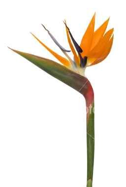 Strelitzia - Rajska ptica