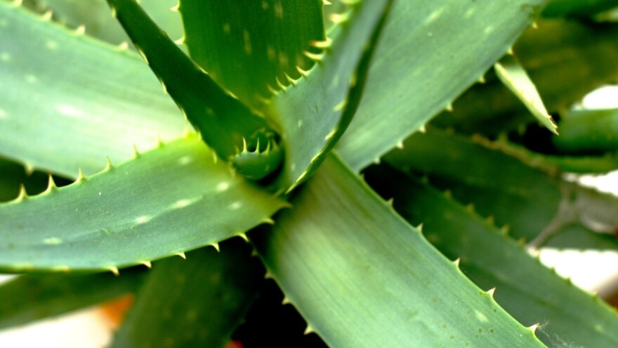 ALOE VERA - BILJKA BESMRTNOSTI