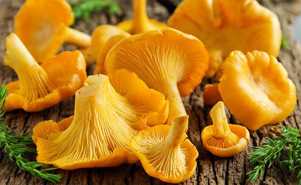 Lisičarka – Gljiva koja ima neprocjenjivu ljekovitu vrijednost