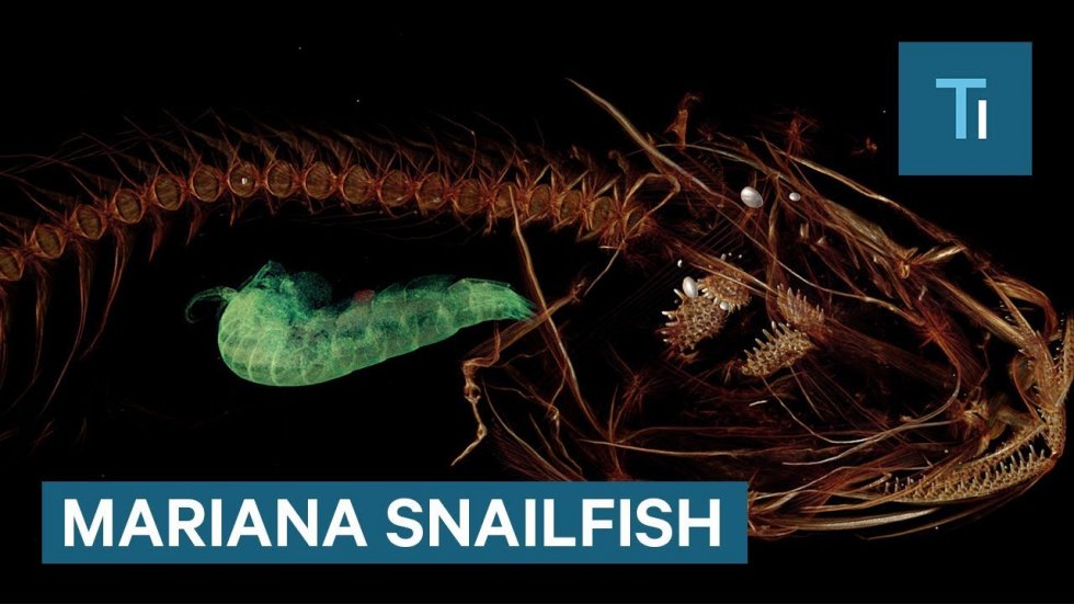 Mariana snailfish feeding on the ocean floor