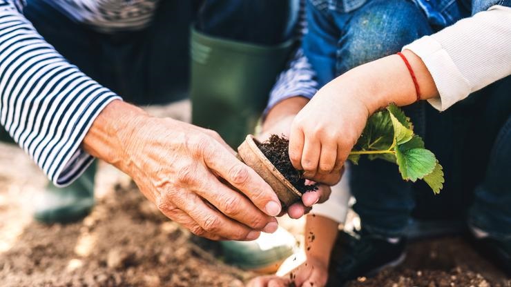 Savršena biljka mogla bi zaustaviti klimatske promjene