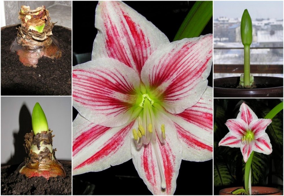 AMARILIS (Hippeastrum )