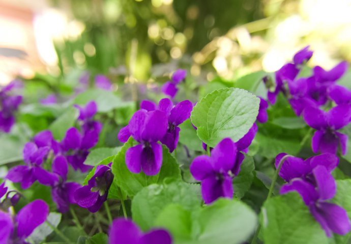 Ljubičica lat. Viola odorata (pripravci)