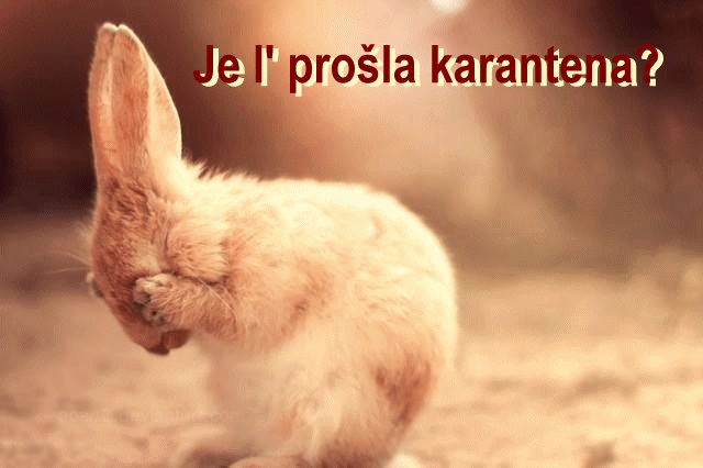 ČEKIĆ, PAMET I KARANTENA