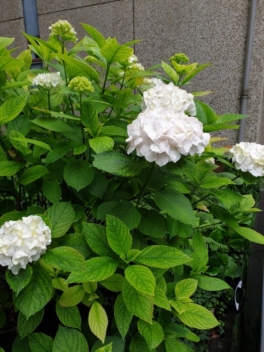 10 SAVJETA ZA USPJEŠAN UZGOJ HORTNEZIJA ILI HYDRANGEA