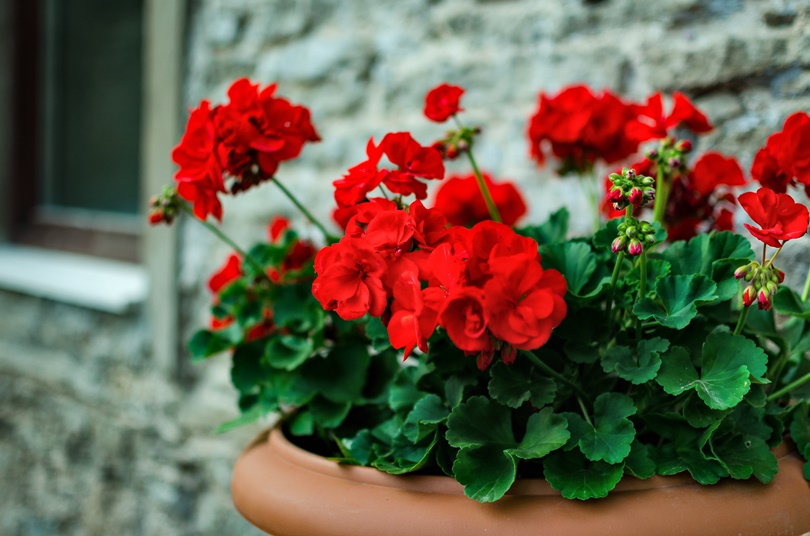 MALA HILDEGARDINA KUĆNA LJEKARNA - 123. MJEŠAVINA PELARGONIJE U PRAHU (H)