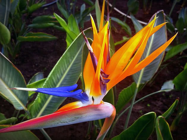 Strelitzia - Rajska ptica