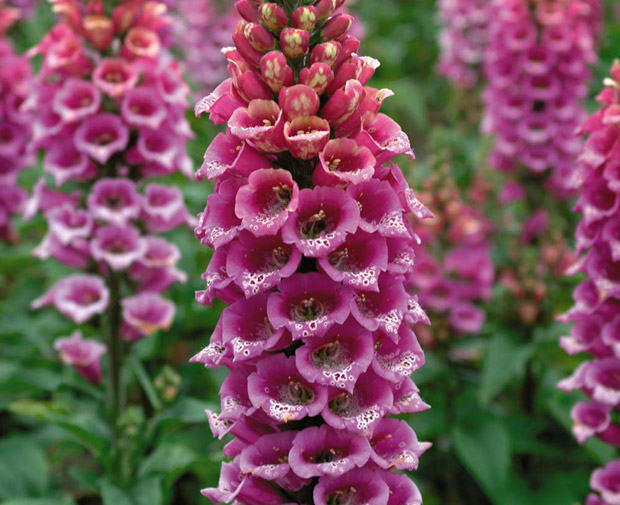 Digitalis