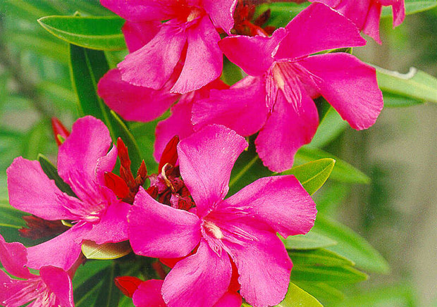 Oleander