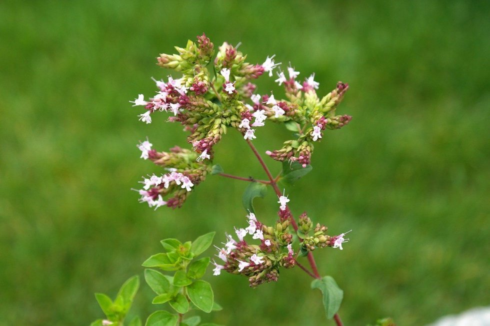 Tako sitan, a tako moćan - Origano