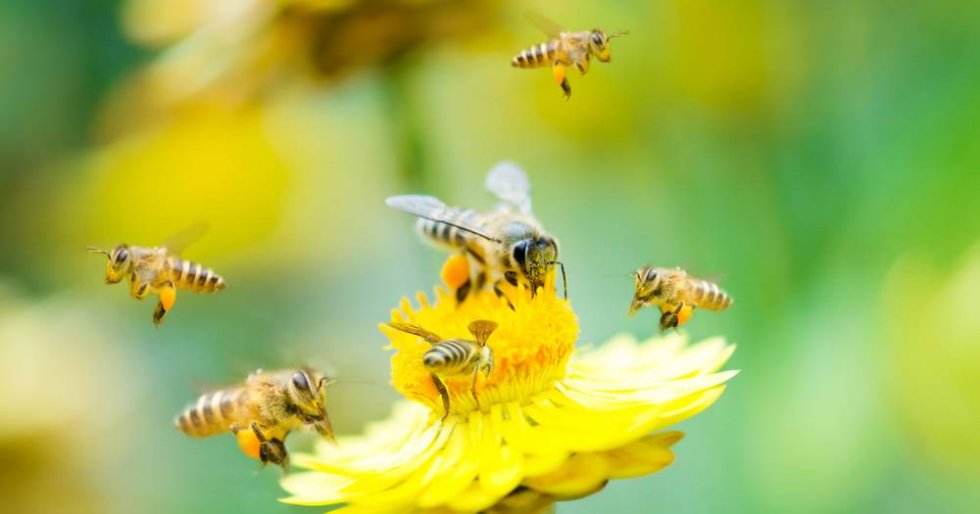 Pčele broje i govore strane jezike