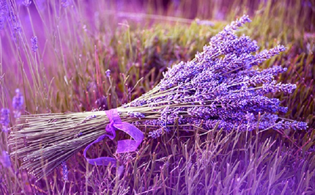 Lavanda za uspavljivanje – Mediteranska biljka koja bolje od lijekova eliminira nesanicu i tjeskobu